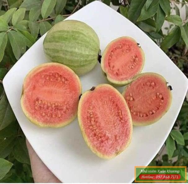 quả ổi cẩm thạch (2)