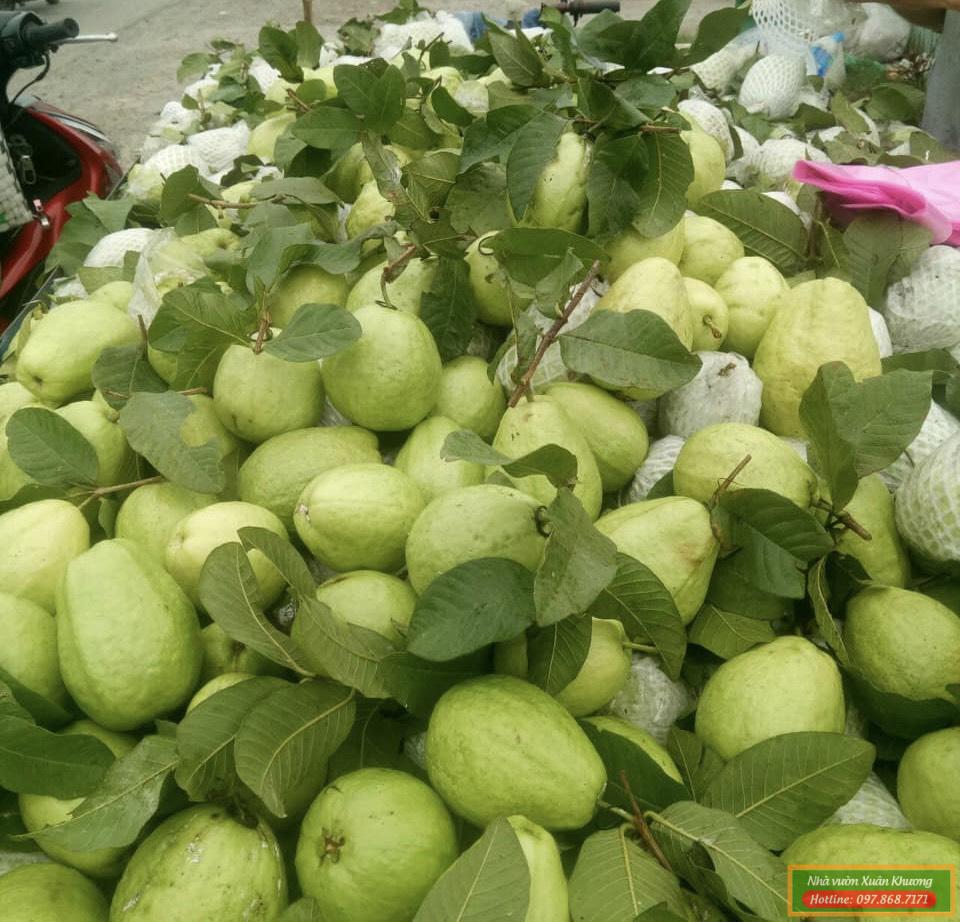 quả ổi đài loan