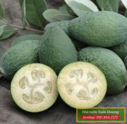 quả ổi dứa new zealand (1)