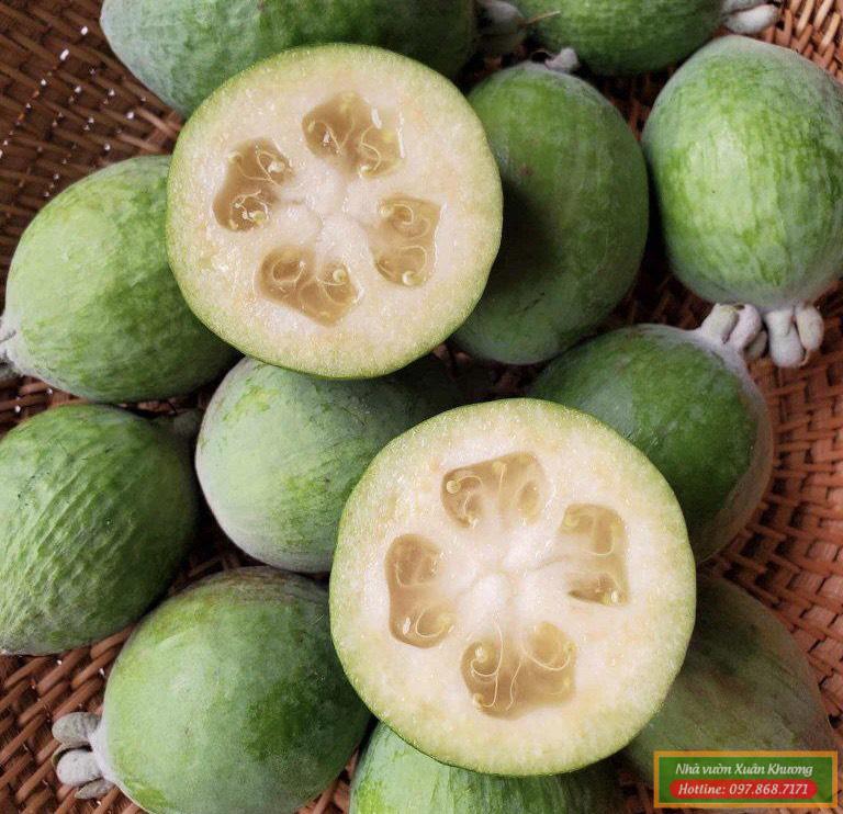 quả ổi dứa new zealand (2)