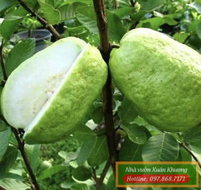 quả ổi không hạt (1)