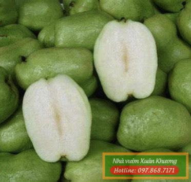 quả ổi không hạt (2)