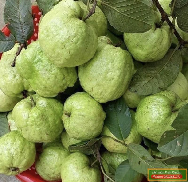 quả ổi nữ hoàng (1)