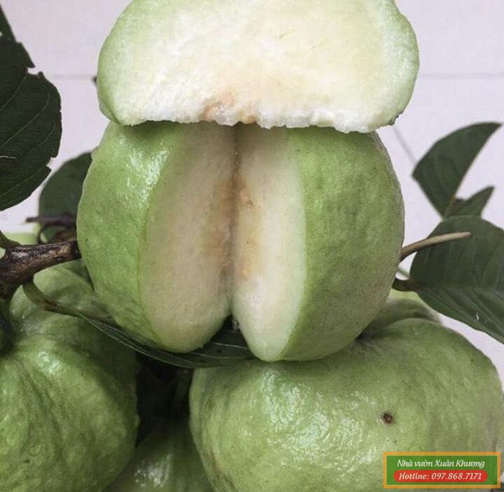 quả ổi nữ hoàng (3)