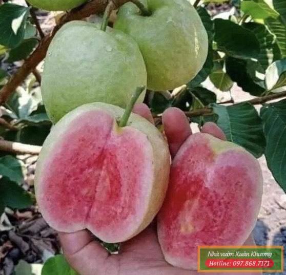 quả ổi ruby ruột đỏ (1)