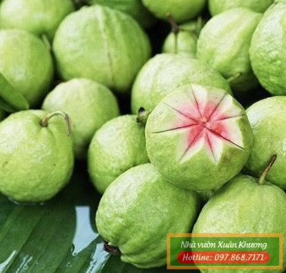 quả ổi ruby ruột đỏ (2)