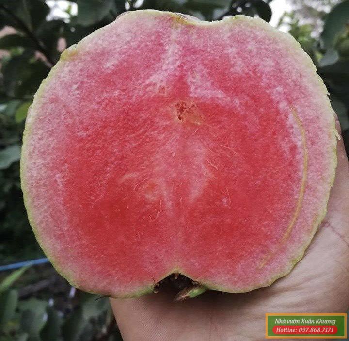 quả ổi ruby ruột đỏ (3)