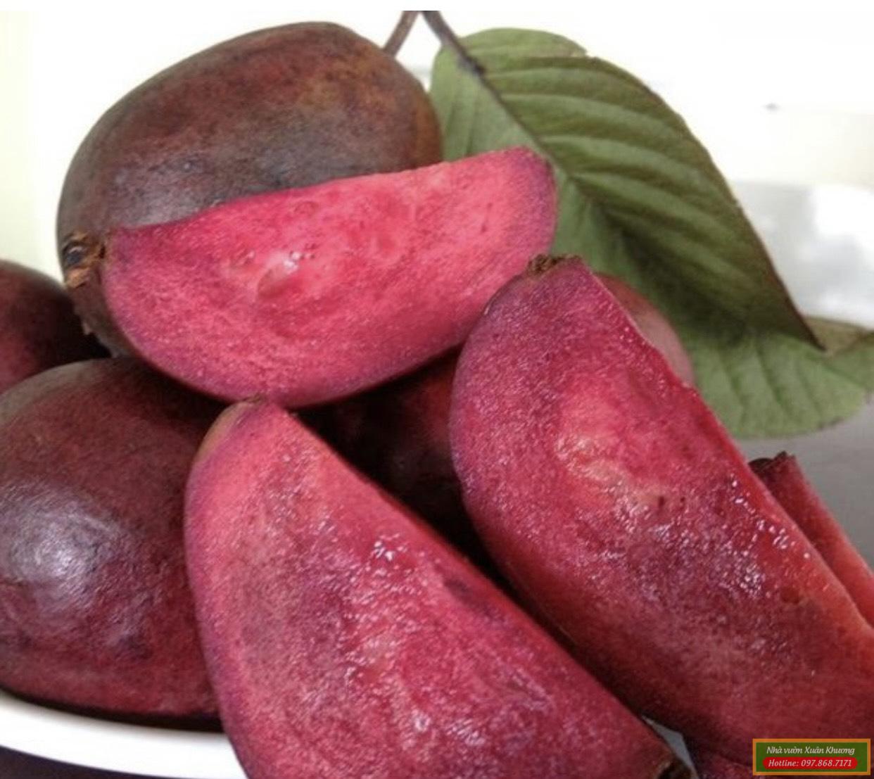 quả ổi tím malaysia (1)