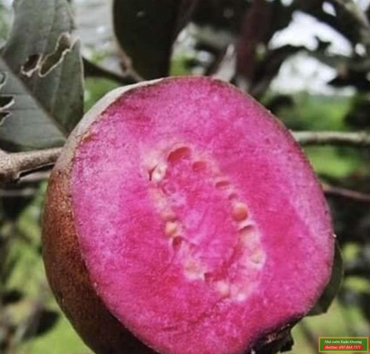 quả ổi tím malaysia (2)