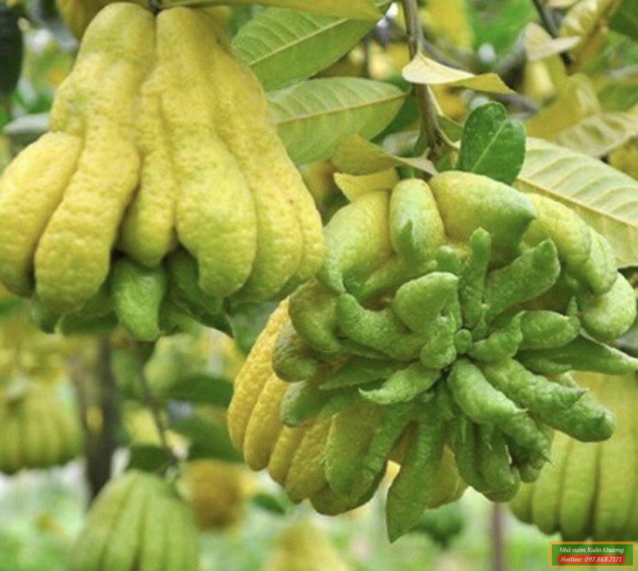 quả phật thủ (1)