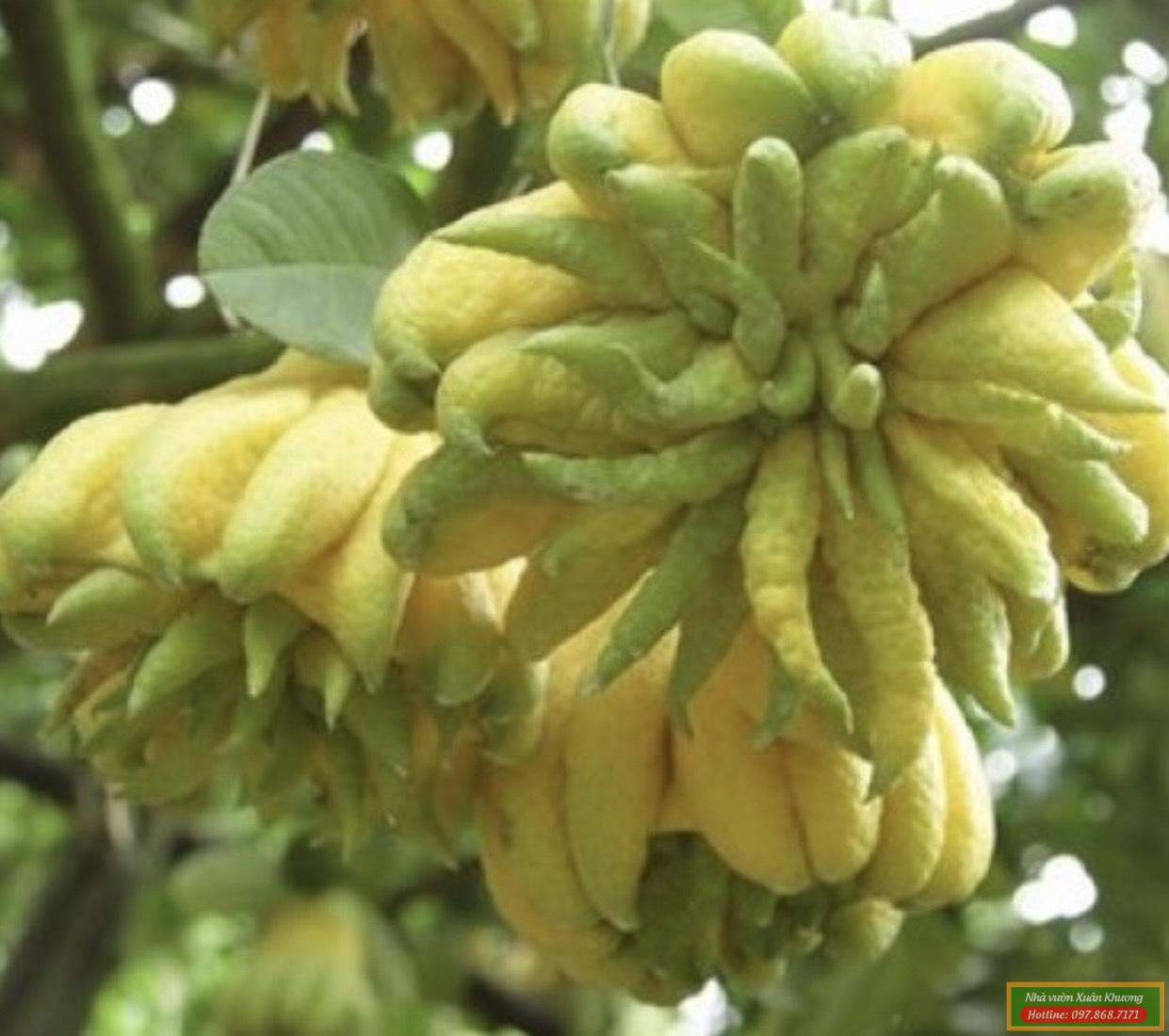 quả phật thủ (2)