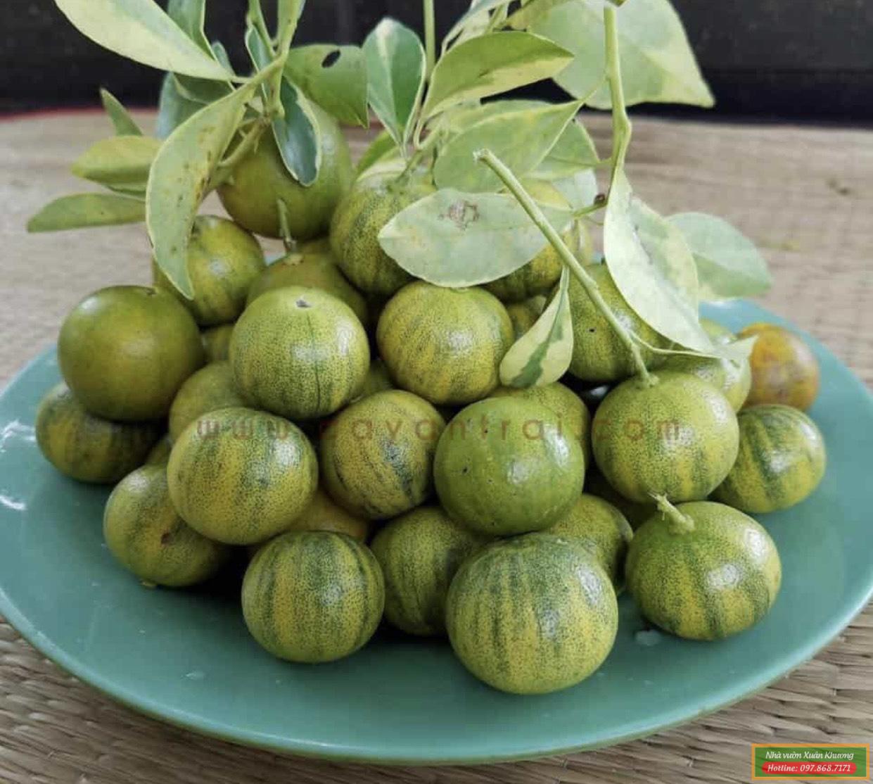 quả quất cẩm thạch (2)