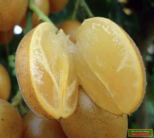 quả quất hồng bì (3)