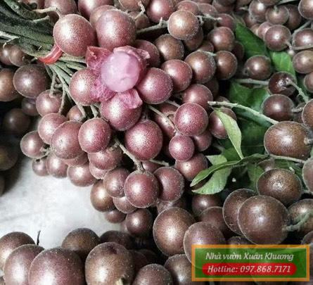 quả quất hồng bì tím (2)