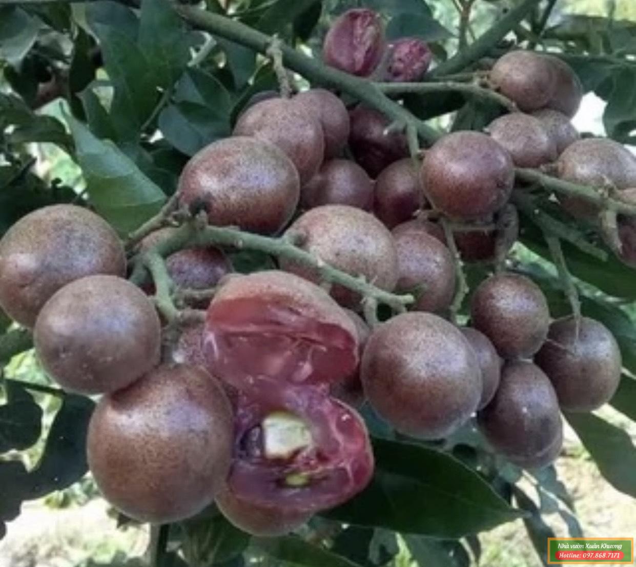 quả quất hồng bì tím