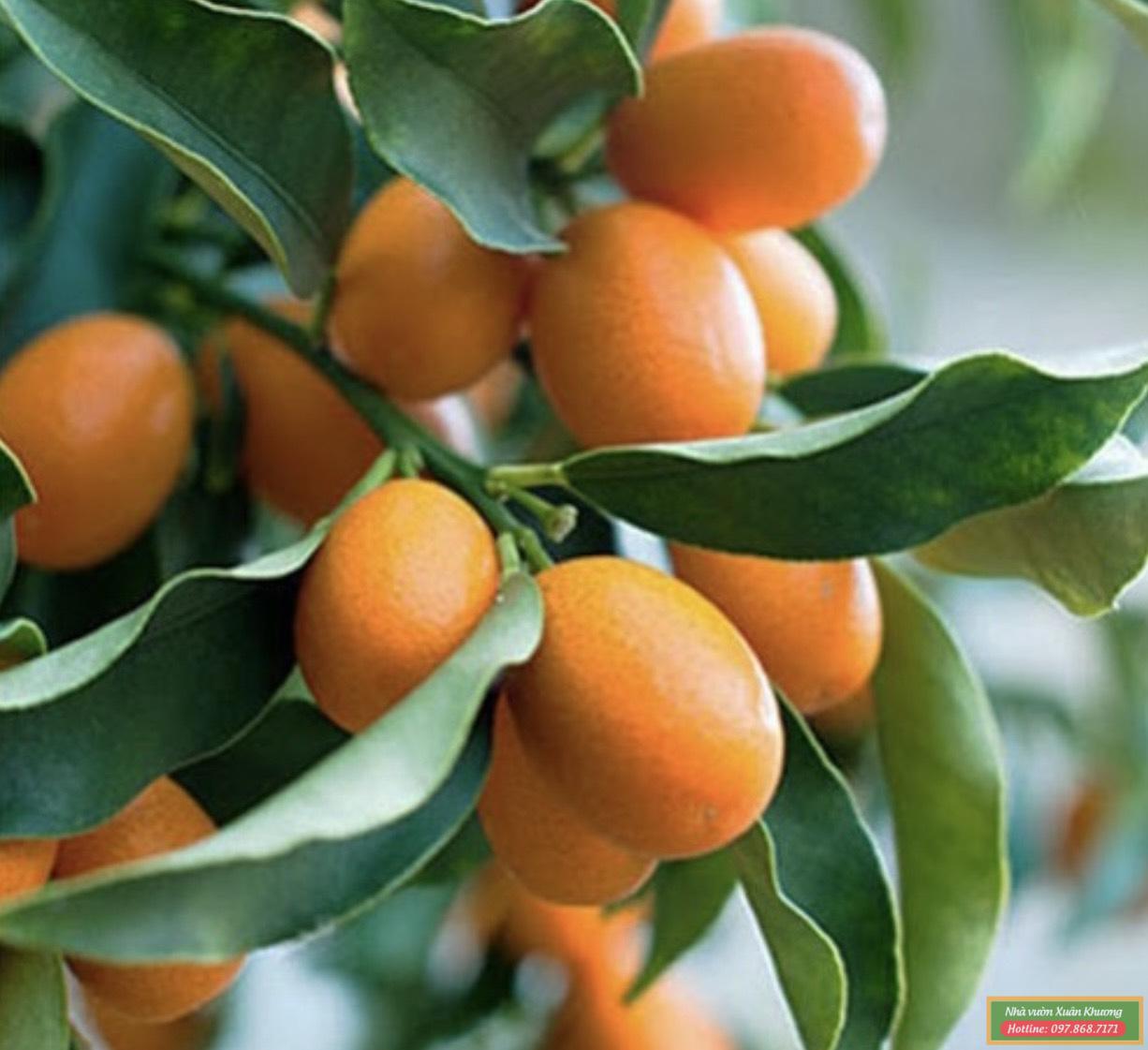 quả quất ngọt (1)