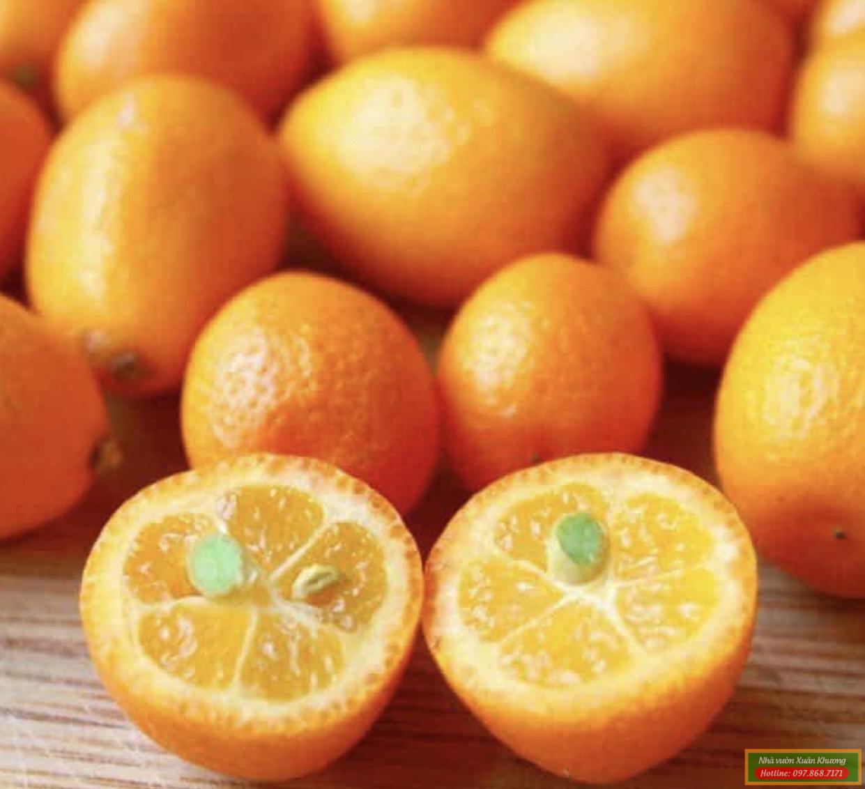 quả quất ngọt (2)