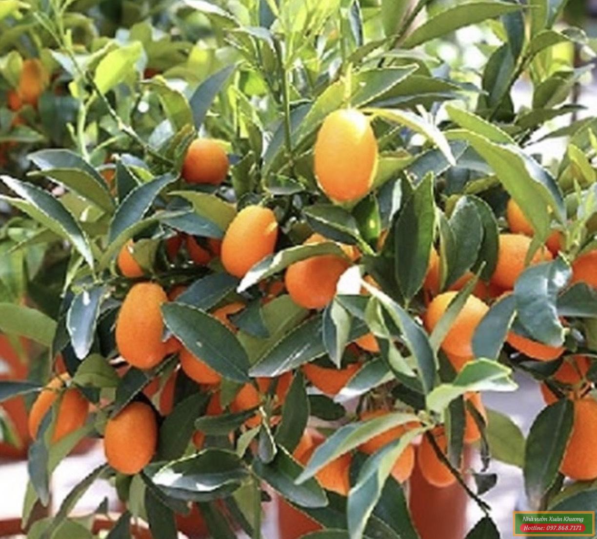 quả quất ngọt chín