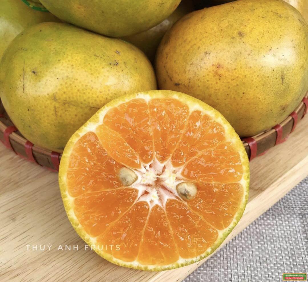 quả quýt đường (1)