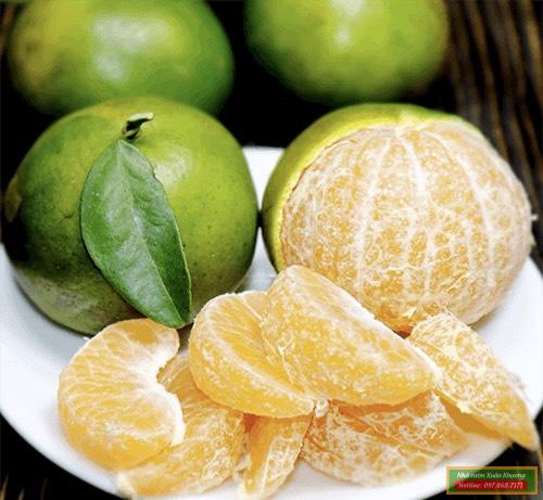 quả quýt đường (3)