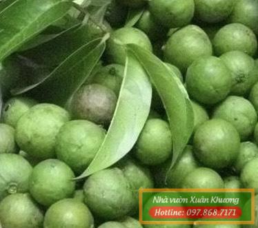 quả sấu chua (3)