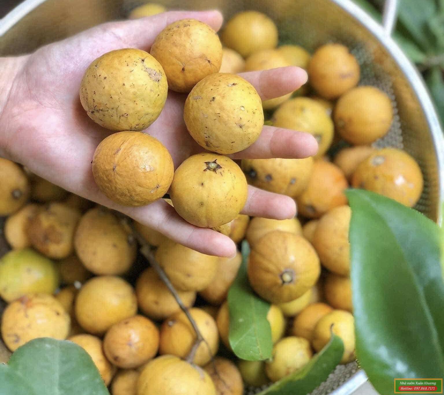 quả sấu chua chín