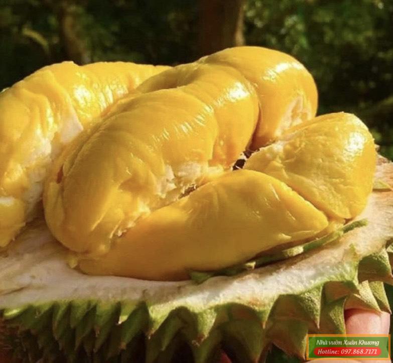 quả sầu riêng ri 6 (1)