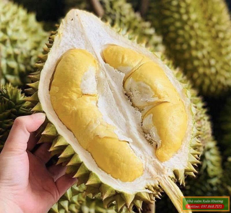 quả sầu riêng ri 6 (2)