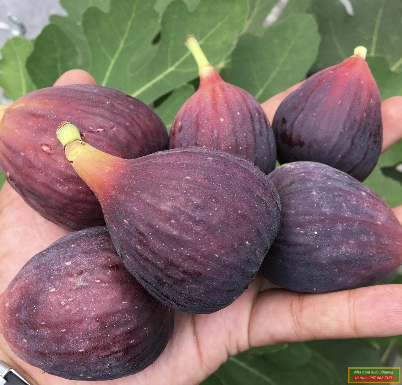 quả sung mỹ ngọt