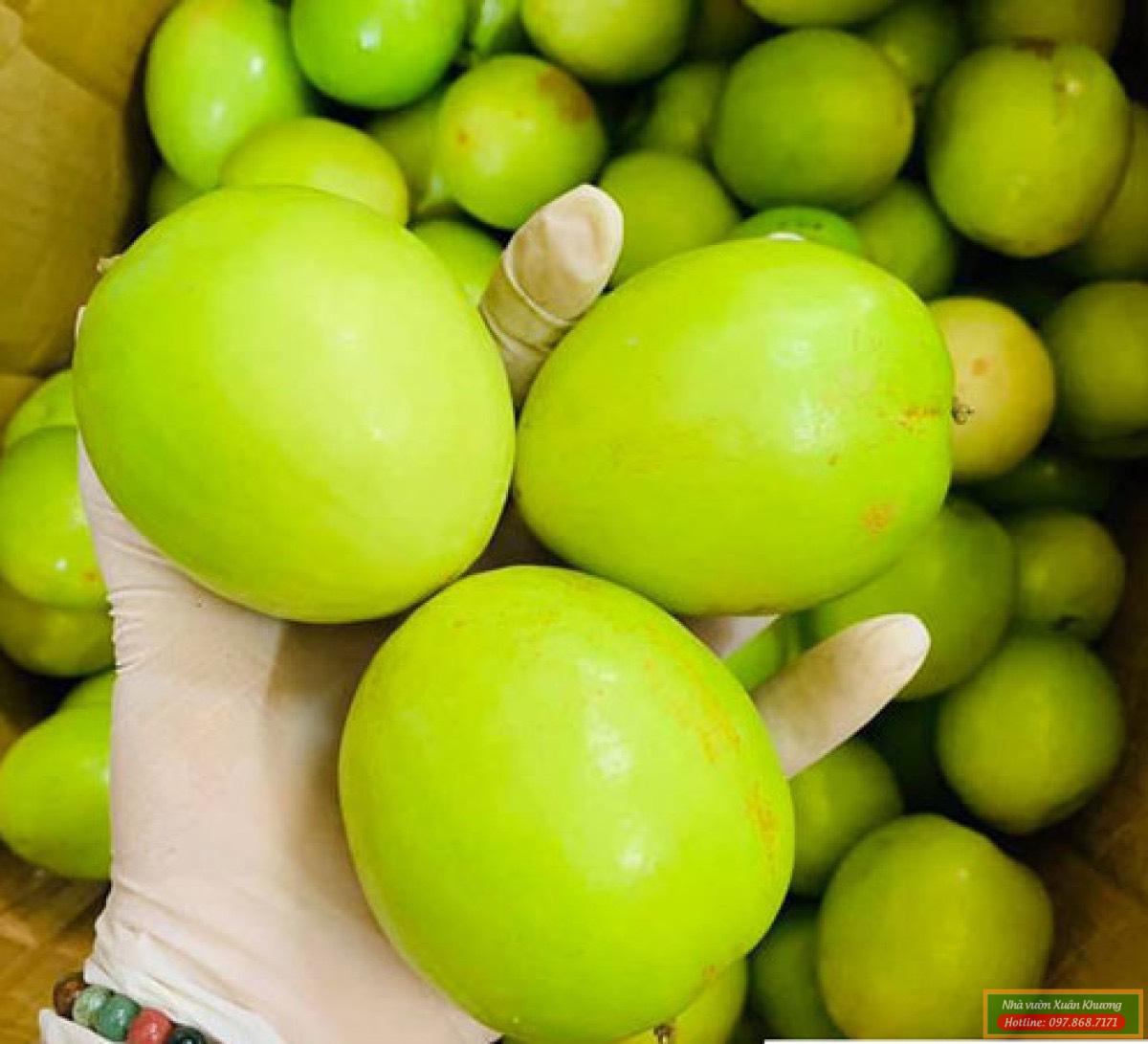 quả táo đài loan (1)