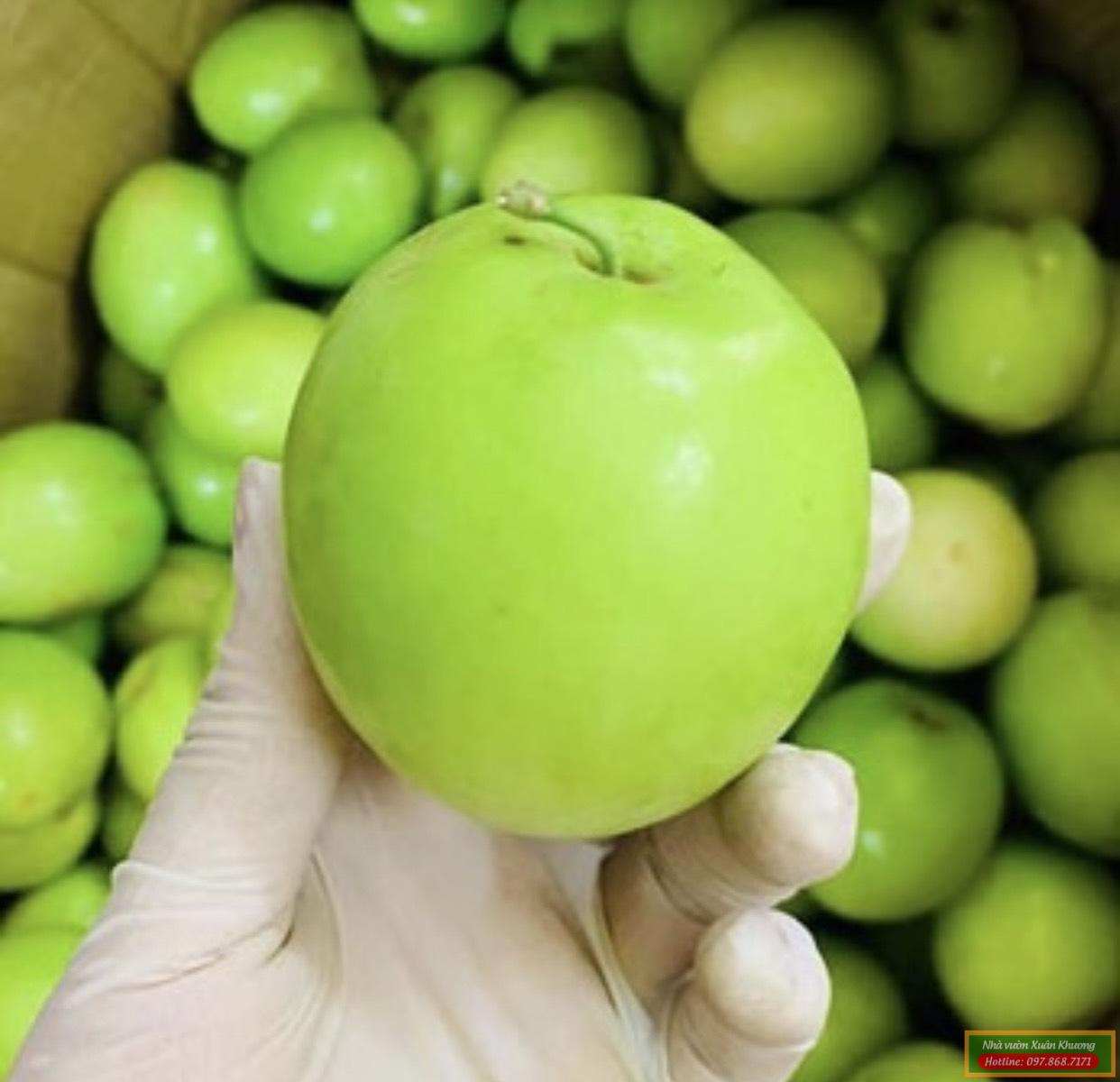 quả táo đại mật (1)