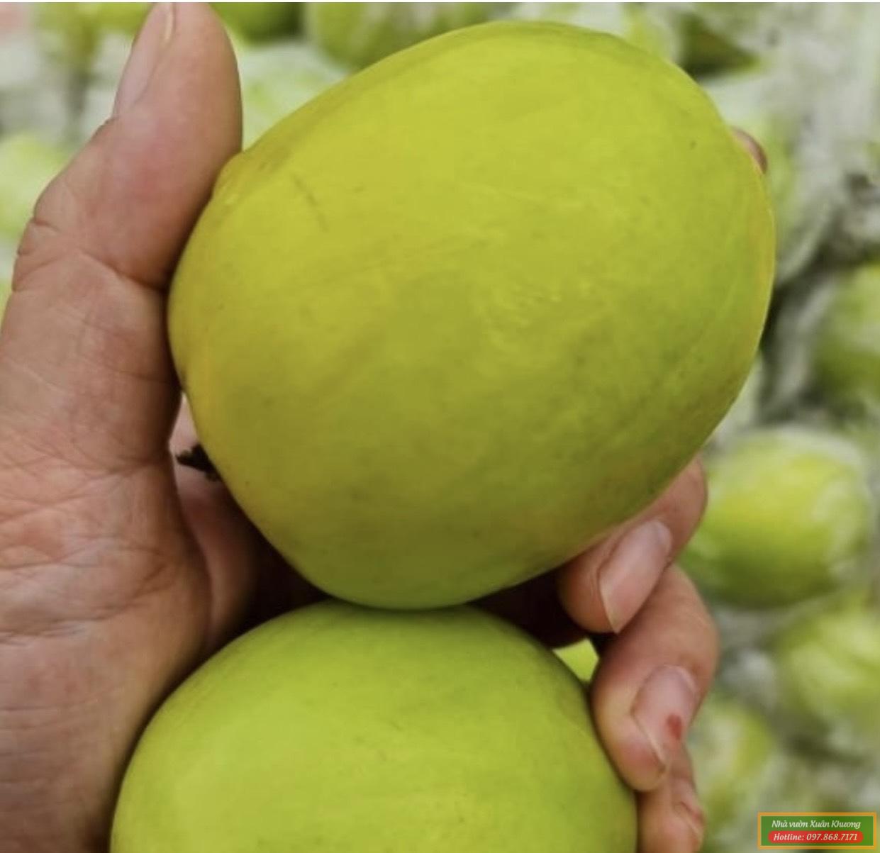 quả táo đại mật (2)