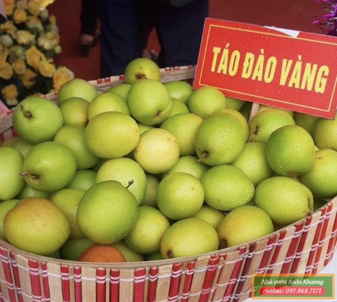 quả táo đào vàng (3)
