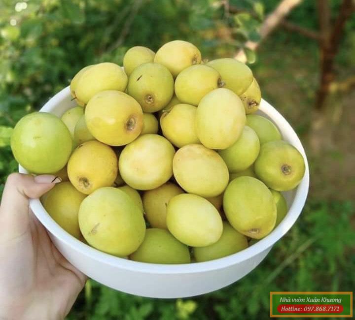 quả táo đào vàng (4)