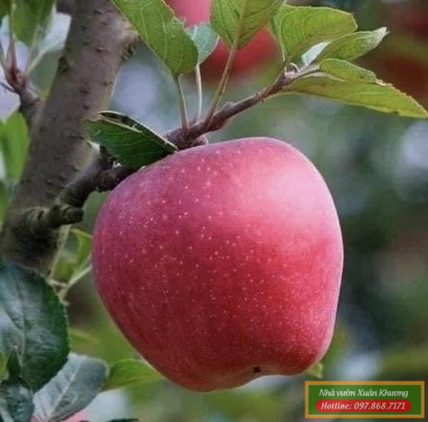 quả táo đỏ (2)