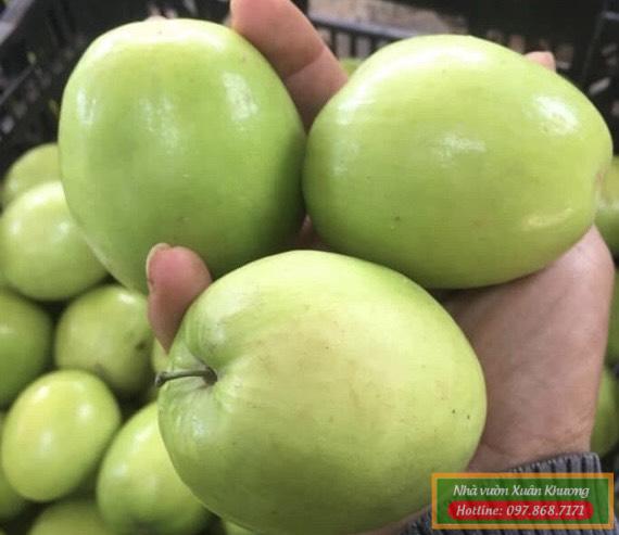 quả táo ngọt d28 (3)