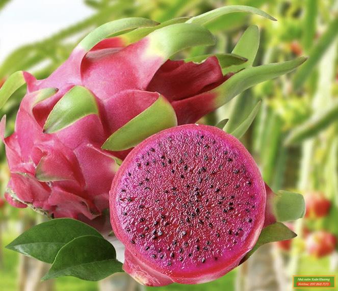 quả thanh long đỏ (3)