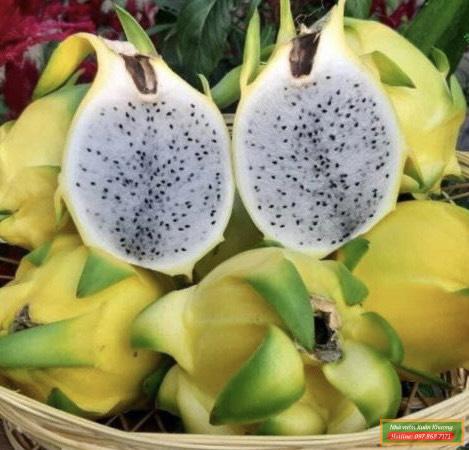 quả thanh long vàng (2)