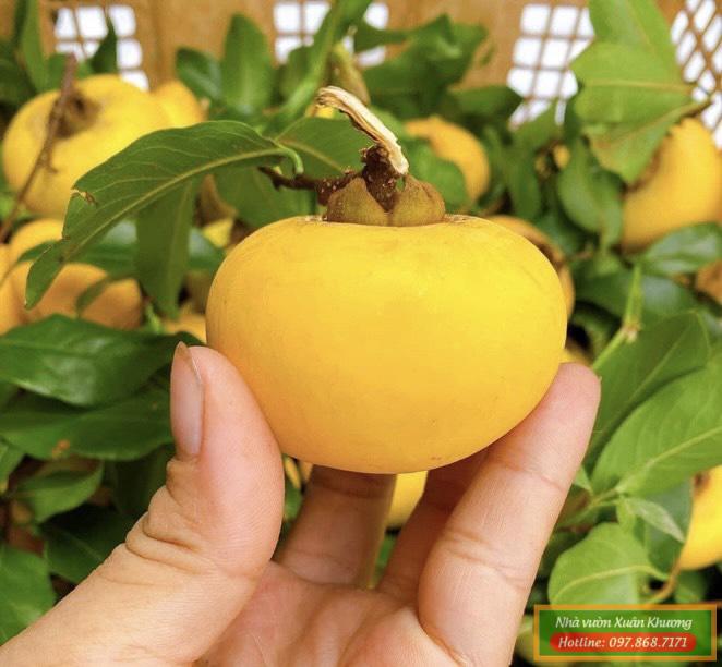 quả thị thơm (3)