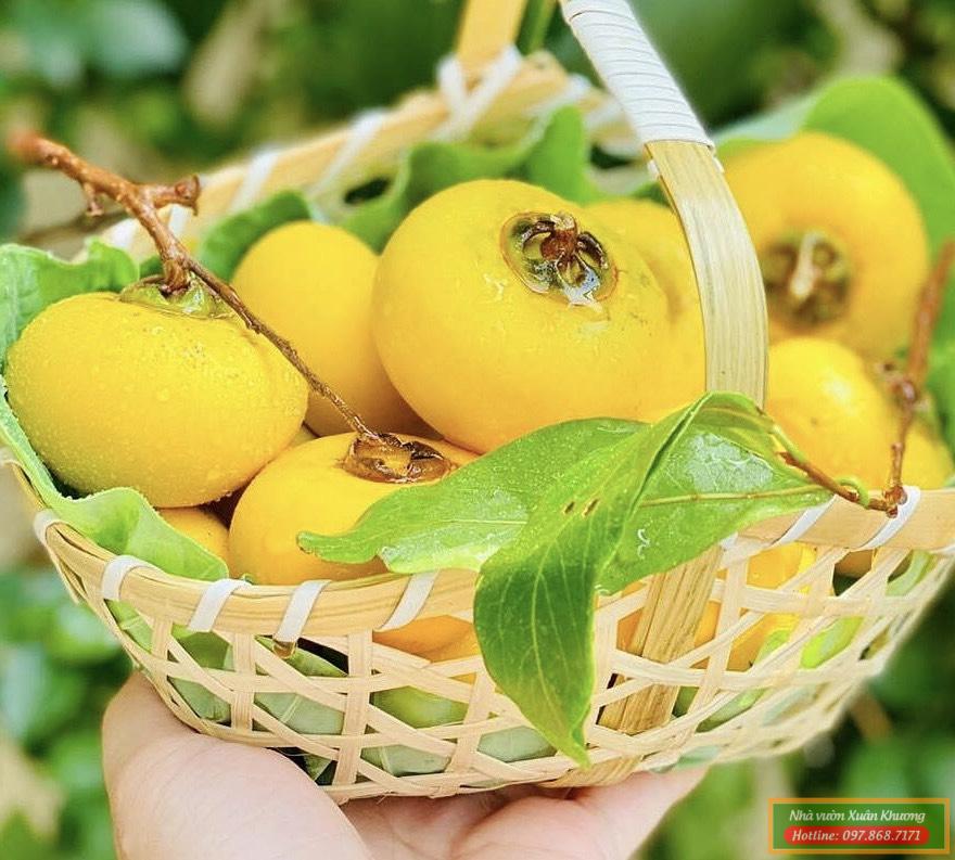 quả thị thơm (4)