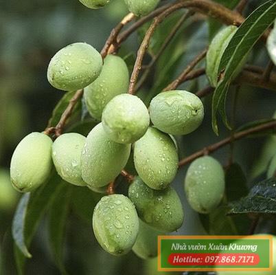 quả trám trắng (1)