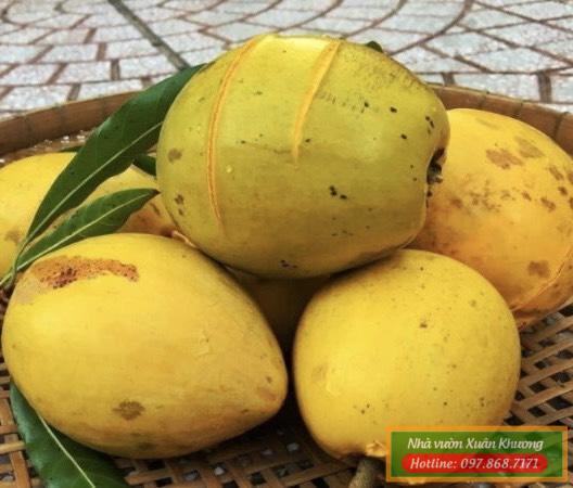 quả trứng gà (2)