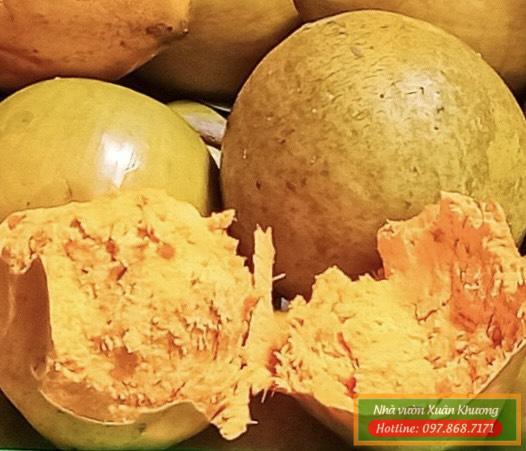 quả trứng gà (3)