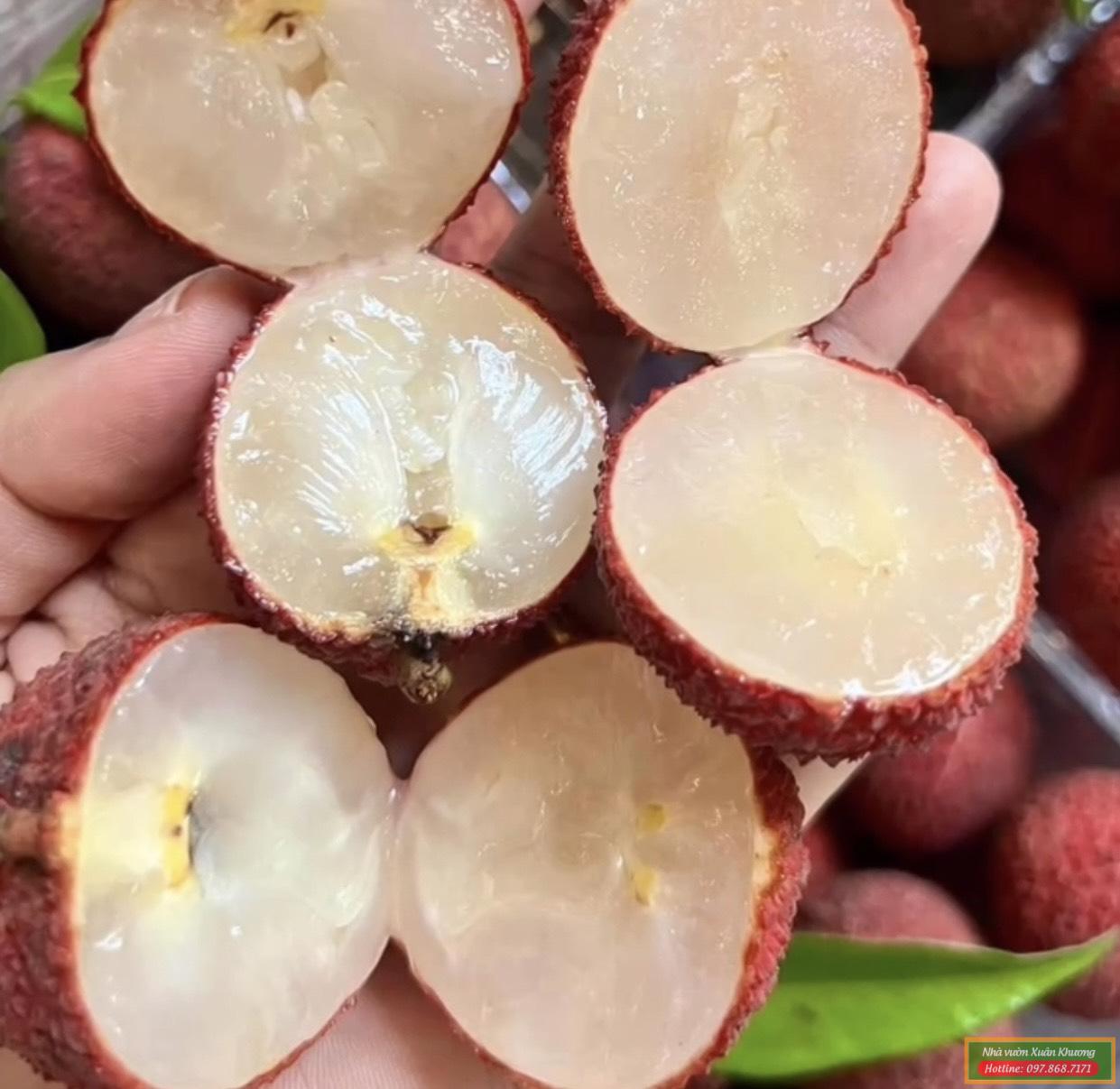 quả vải không hạt (1)