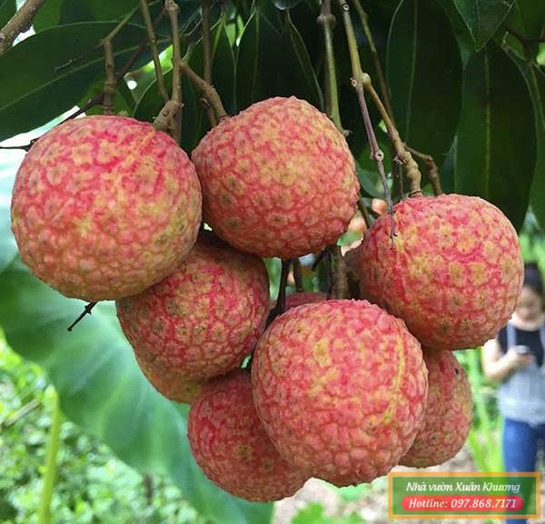 quả vải thiều (2)