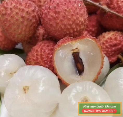 quả vải thiều (3)