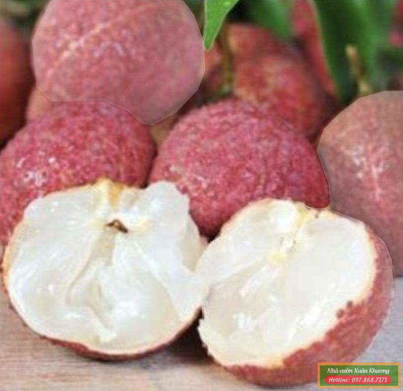 quả vải thiều không hạt (1)