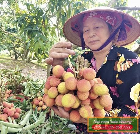 quả vải u hồng (2)