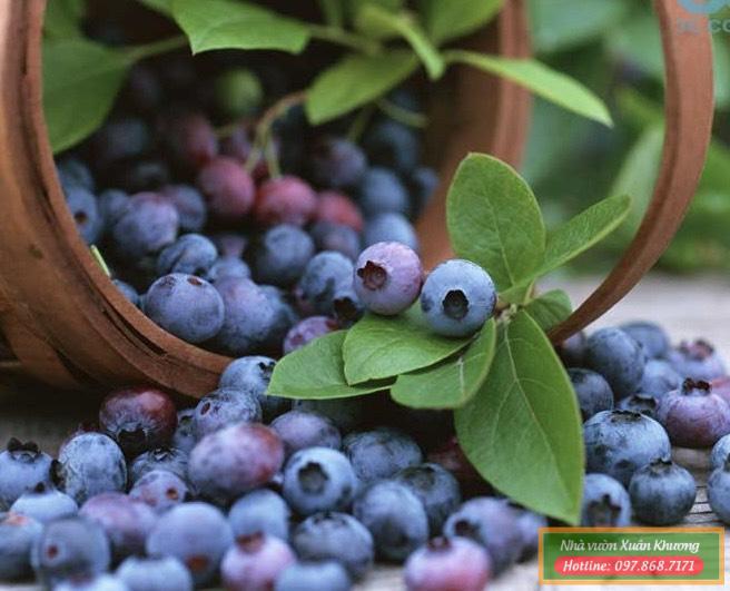 quả việt quất tứ quý (2)