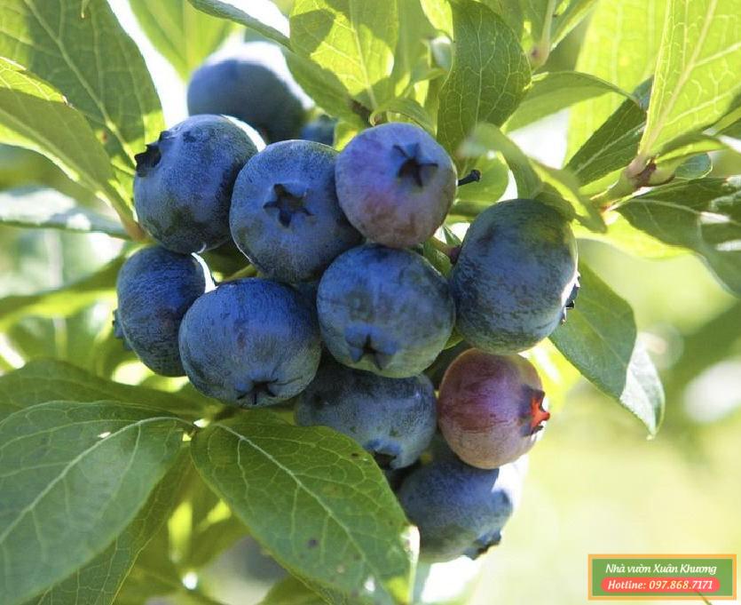 quả việt quất tứ quý (3)